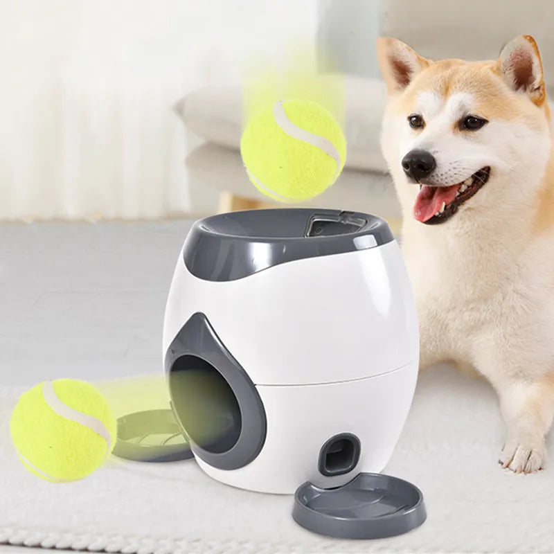 Comfort That Wraps Around Every Paw